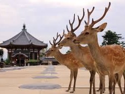 Nara Premium Tour